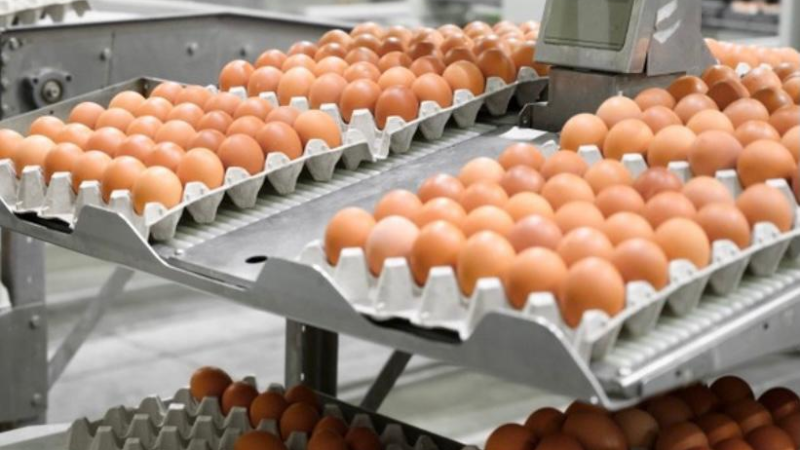 Secretaria disponibiliza programas de incentivos para acelerar crescimento da avicultura em Mato Grosso