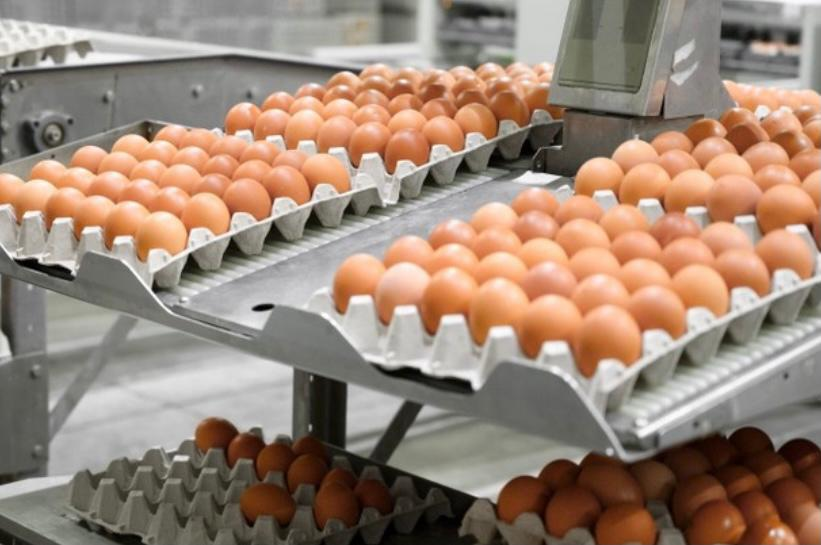 Secretaria disponibiliza programas de incentivos para acelerar crescimento da avicultura em Mato Grosso