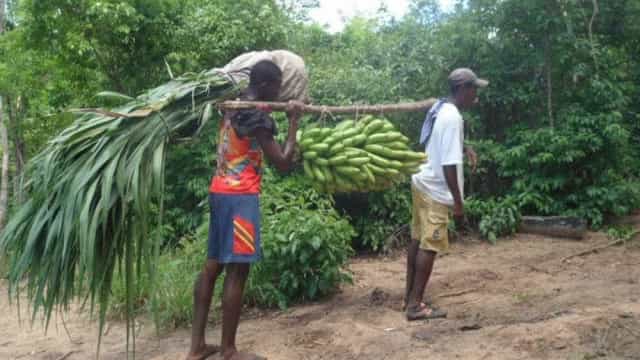 Covid entre trabalhadores rurais expõe exploração de imigrantes em Portugal