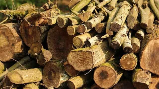 Mata Atlântica perde 13 mil hectares de floresta nativa entre 2019 e 2020, diz relatório