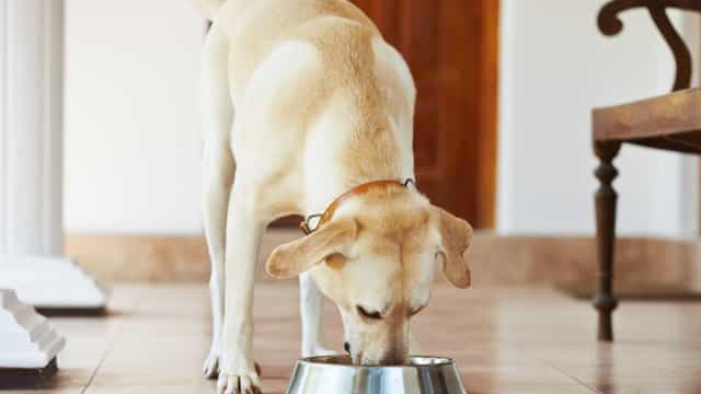 Pandemia deixa legião de pets órfãos após a morte de tutores