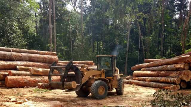 Juíza manda devolver cargas de madeira que PF confiscou em operação no Amazonas