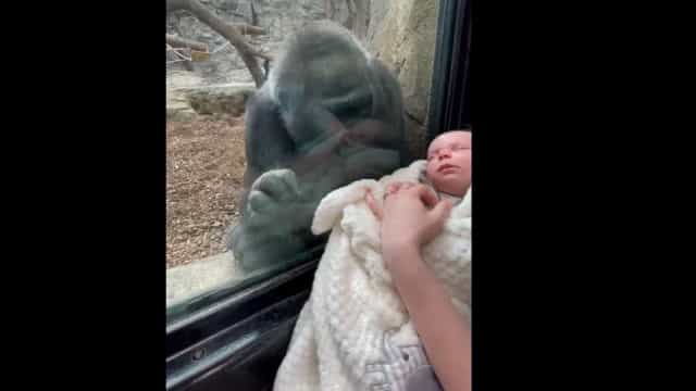 Reação de gorila ao ver recém-nascido enternece internautas