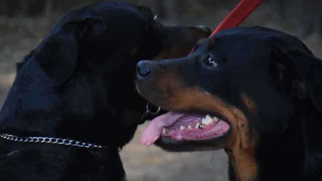 Bebê de 10 meses morre após ser atacado pelos dois Rottweilers da família