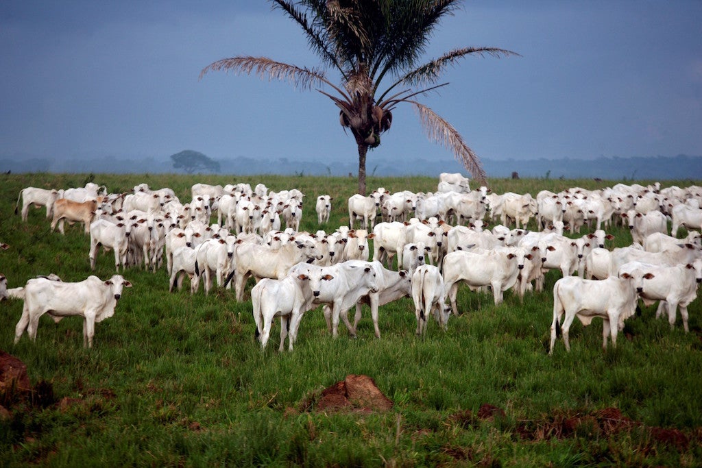 Começa campanha nacional de vacinação contra febre aftosa