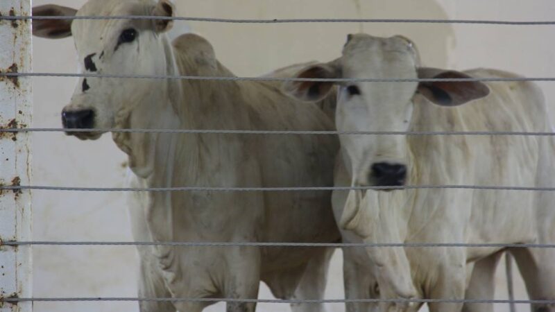 A Igreja Matriz realiza Leilão de Gado em Matupá daí 27 de junho