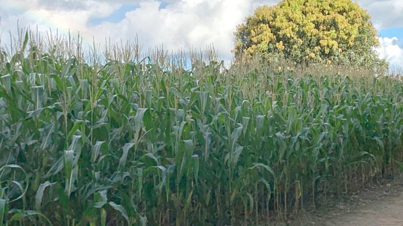 Alta nos fertilizantes e defensivos encarece custo de produção de milho em Mato Grosso