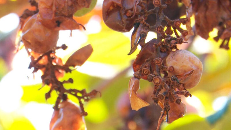 Morcegos destroem parreiral de uvas em Sorriso e causam prejuízo de cerca de R$ 30 mil