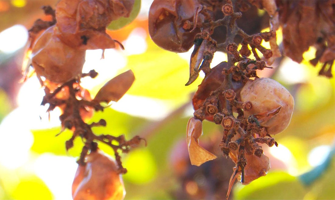 Morcegos destroem parreiral de uvas em Sorriso e causam prejuízo de cerca de R$ 30 mil