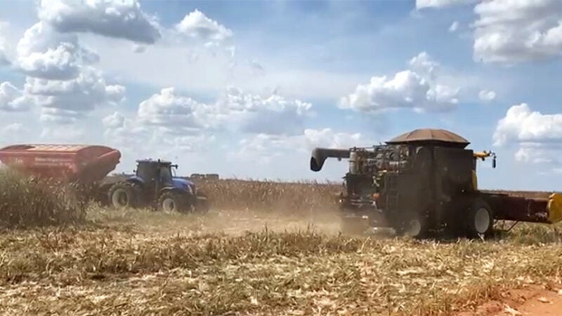 Milho disponível em Mato Grosso cai 3,9% e média vai a R$ 68