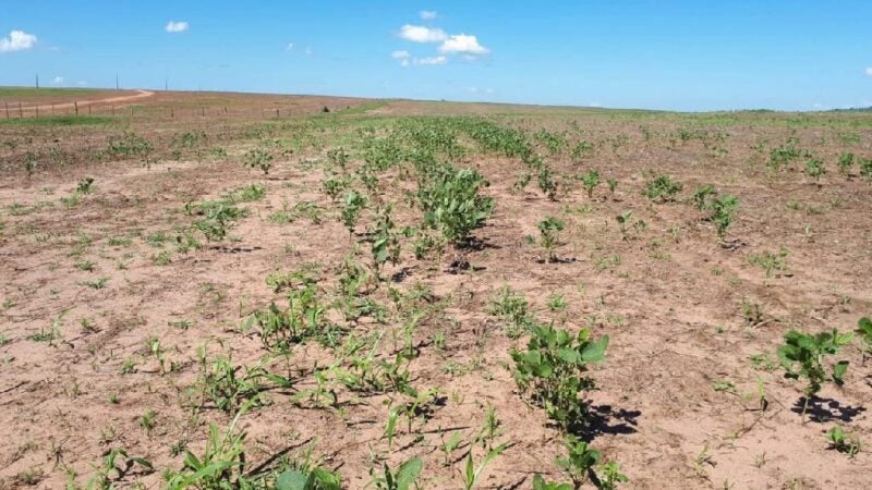 Vazio sanitário em Mato Grosso começa dia 15 e acaba em setembro