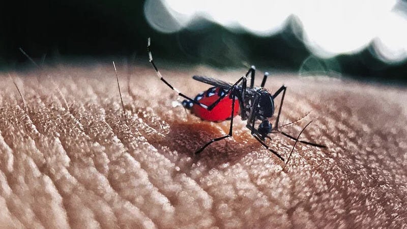 Bactérias implantadas em mosquito reduzem em 77% casos de dengue