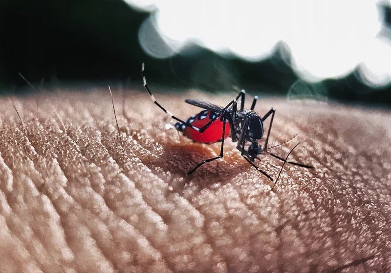 Bactérias implantadas em mosquito reduzem em 77% casos de dengue