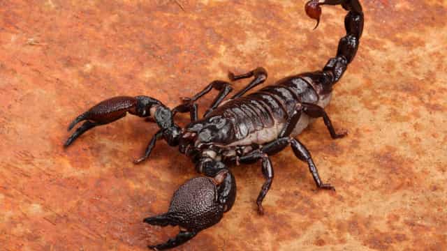 Menino de três anos morre após picada de escorpião