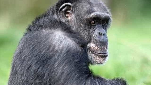 Após ataque, dona de Chimpanzé liga para a polícia e manda abatê-lo