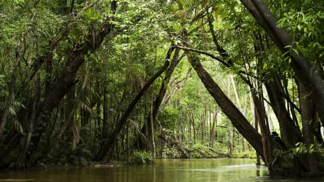 Brasil é o primeiro do mundo em potencial de descoberta de espécies
