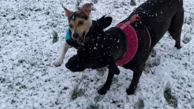 Santa Catarina registra primeira neve de 2021