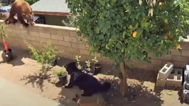 Jovem bate em urso para defender seus cães na Califórnia