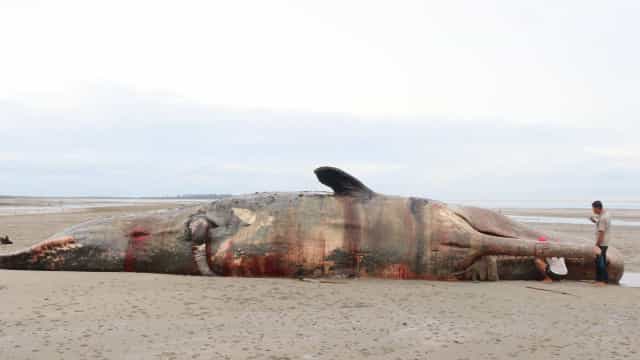 Pescadores encontram fortuna de 1,2 milhões em carcaça de cachalote