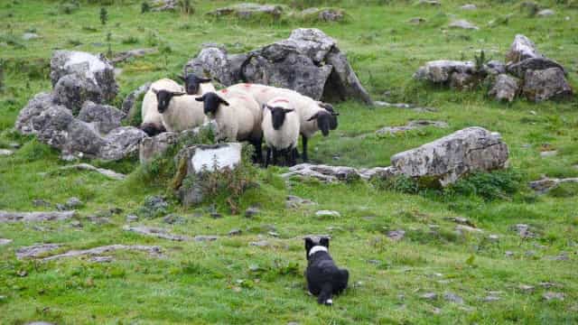 Cão foge após acidente e é encontrado pastoreando ovelhas em fazenda