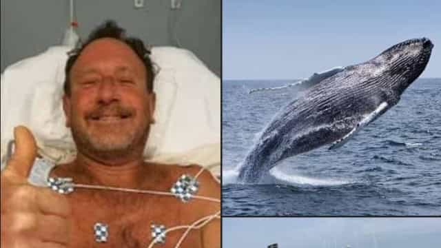 Mergulhador sobrevive após ser engolido por baleia: ‘tudo escureceu’