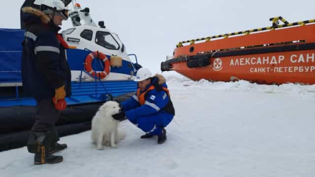Marinheiros russos resgatam cão perdido no gelo do Ártico