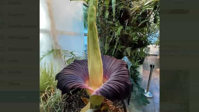 ‘Flor cadáver’ com cheiro de putrefação atrai multidão na Polônia