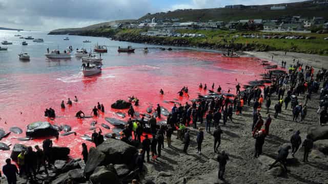 Ilhas Faroe voltam a cumprir tradição e matam 175 baleias em caçada