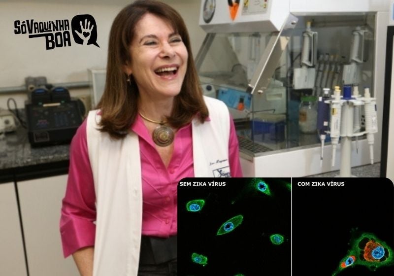 Primeiras doses do tratamento zika-vírus vão começar a ser produzidas após vaquinha