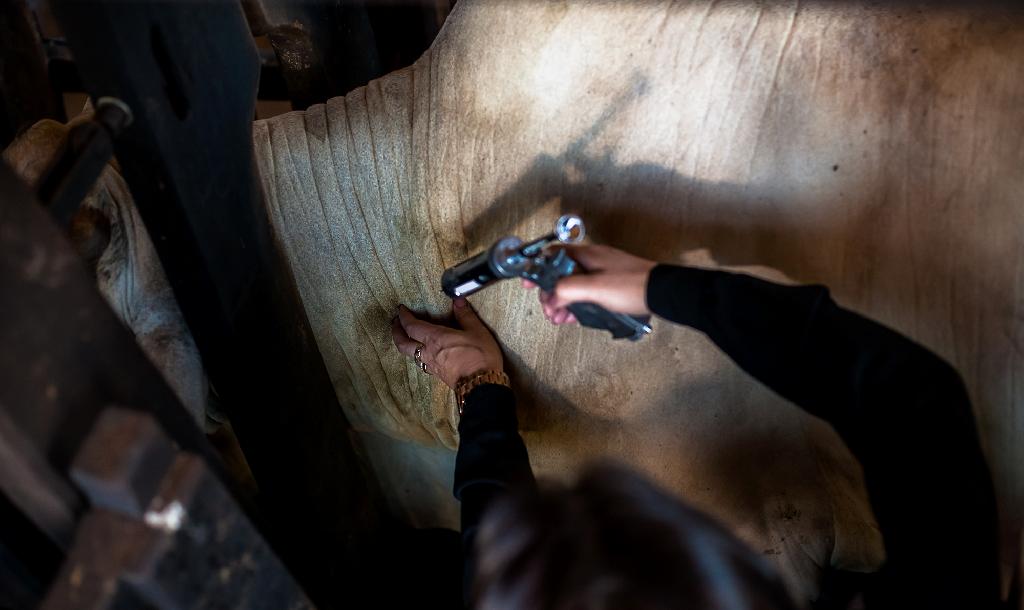 INDEA prorroga até 3ª comunicação da vacinação contra a febre aftosa