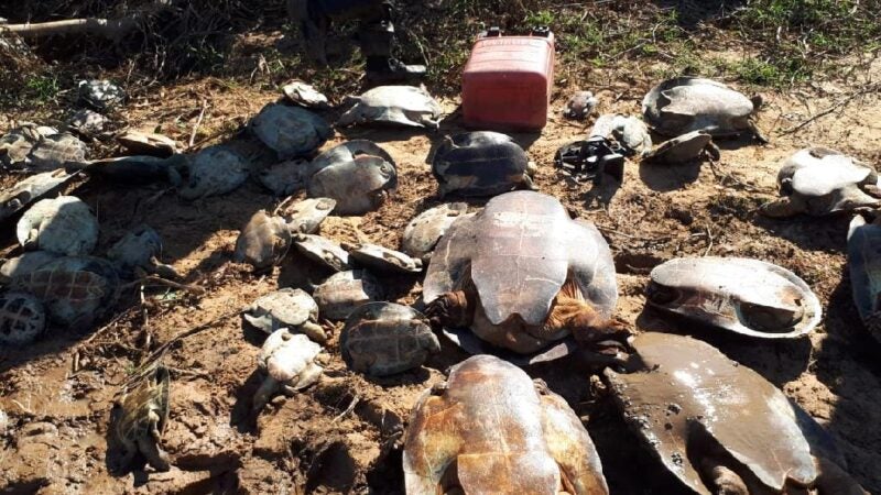 Estado flagra caça ilegal e devolve 250 tartarugas para a natureza; veja vídeo
