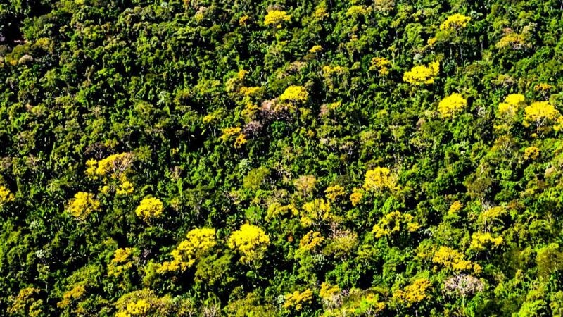 Nova Lei estadual incentiva plantio de espécies nativas em áreas desmatadas