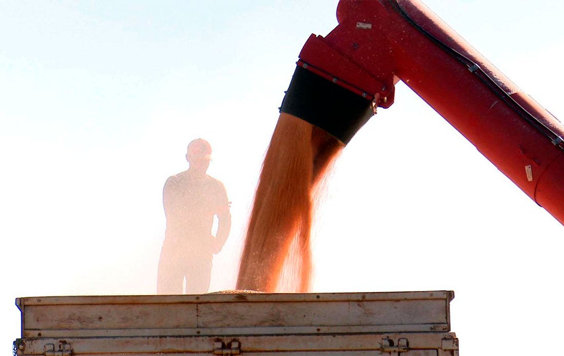 Milho disponível em Mato Grosso sobe 9% aponta IMEA