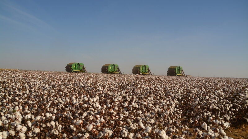 Preço da arroba do algodão aumenta 3% em Mato Grosso; custo operacional sobe 2%