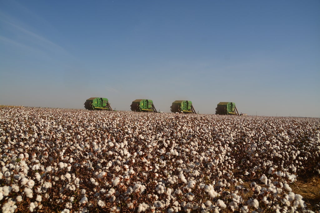 Preço da arroba do algodão aumenta 3% em Mato Grosso; custo operacional sobe 2%