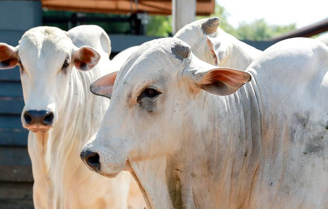 Arroba do boi gordo é negociada abaixo da referência média também em Mato Grosso