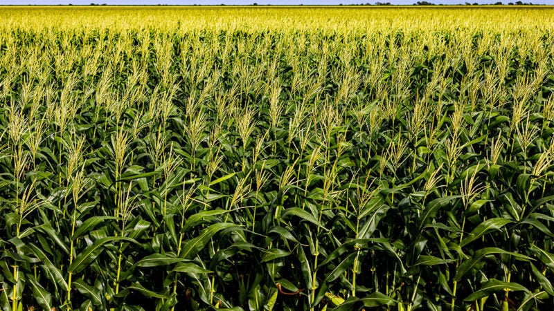 Produtividade do milho preocupa e presidente do Sindicato Rural de Sorriso teme por contratos futuros