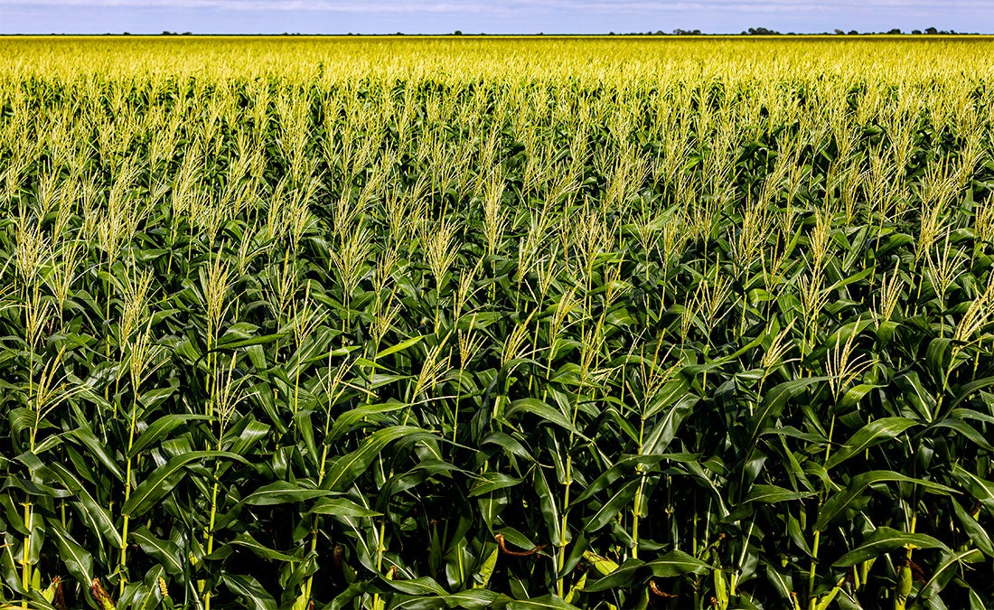 Produtividade do milho preocupa e presidente do Sindicato Rural de Sorriso teme por contratos futuros