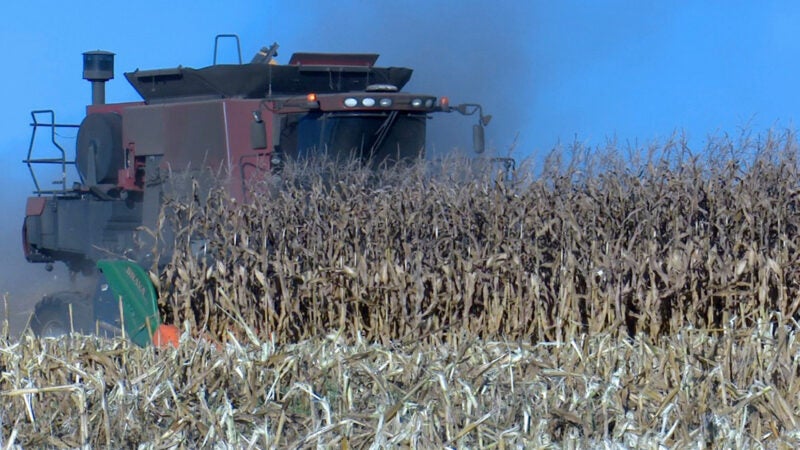 Colheita em Mato Grosso avança e cotação do milho disponível cai 6,3%