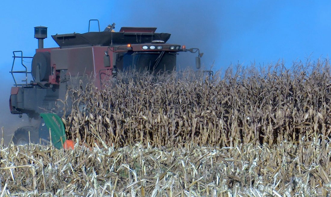 Colheita em Mato Grosso avança e cotação do milho disponível cai 6,3%
