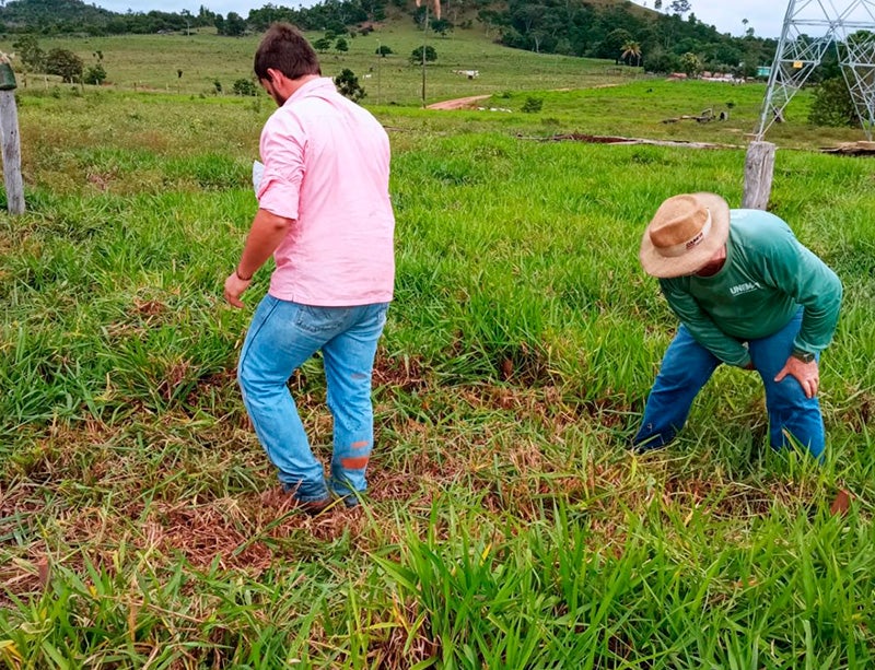 Nortão: biopesticida para braquiária é desenvolvido por universidade e pesquisa mostra bom resultado
