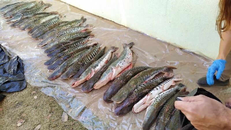 Delegacia do Meio Ambiente e Sema apreendem 100 kg de pescado transportado irregularmente