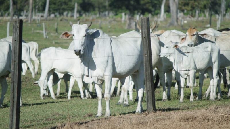 Acrimat alerta autoridades para suposta entrada de gado da Bolívia em MT