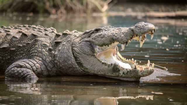 Jovem é atacada por crocodilo durante mergulho à noite no México
