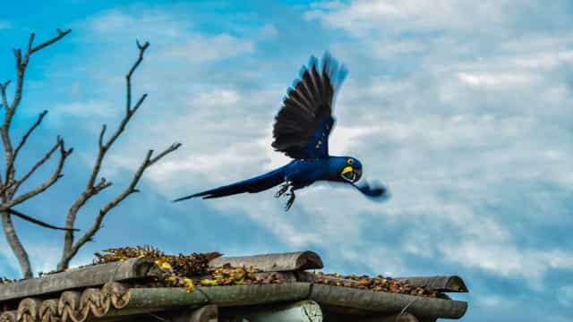 Filhotes de ararinhas-azuis nascem no Brasil após 20 anos de extinção