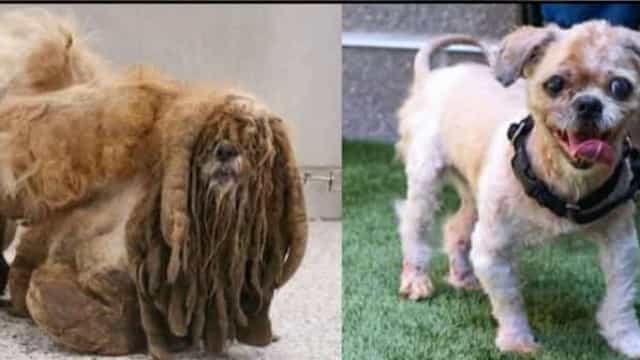 A incrível transformação de um cão que foi acolhido num abrigo nos EUA