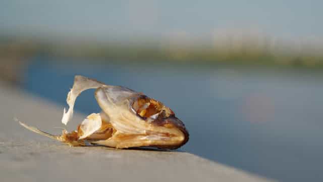 Estudo relaciona mortandade de peixes a operações de hidrelétricas