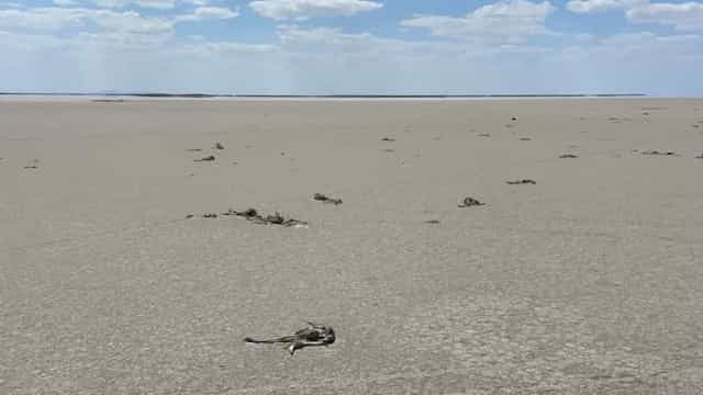 Centenas de flamingos morrem devido à seca na Turquia