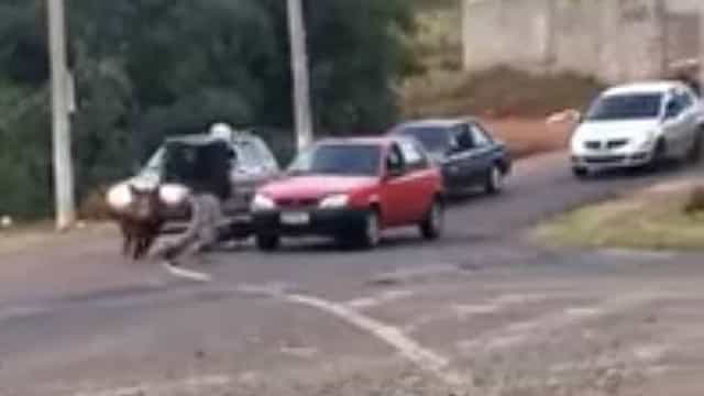 Porco ataca e morde motoqueiro em Franca (SP)