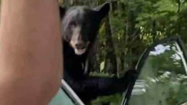 Homem liberta urso que se trancou em seu carro nos EUA